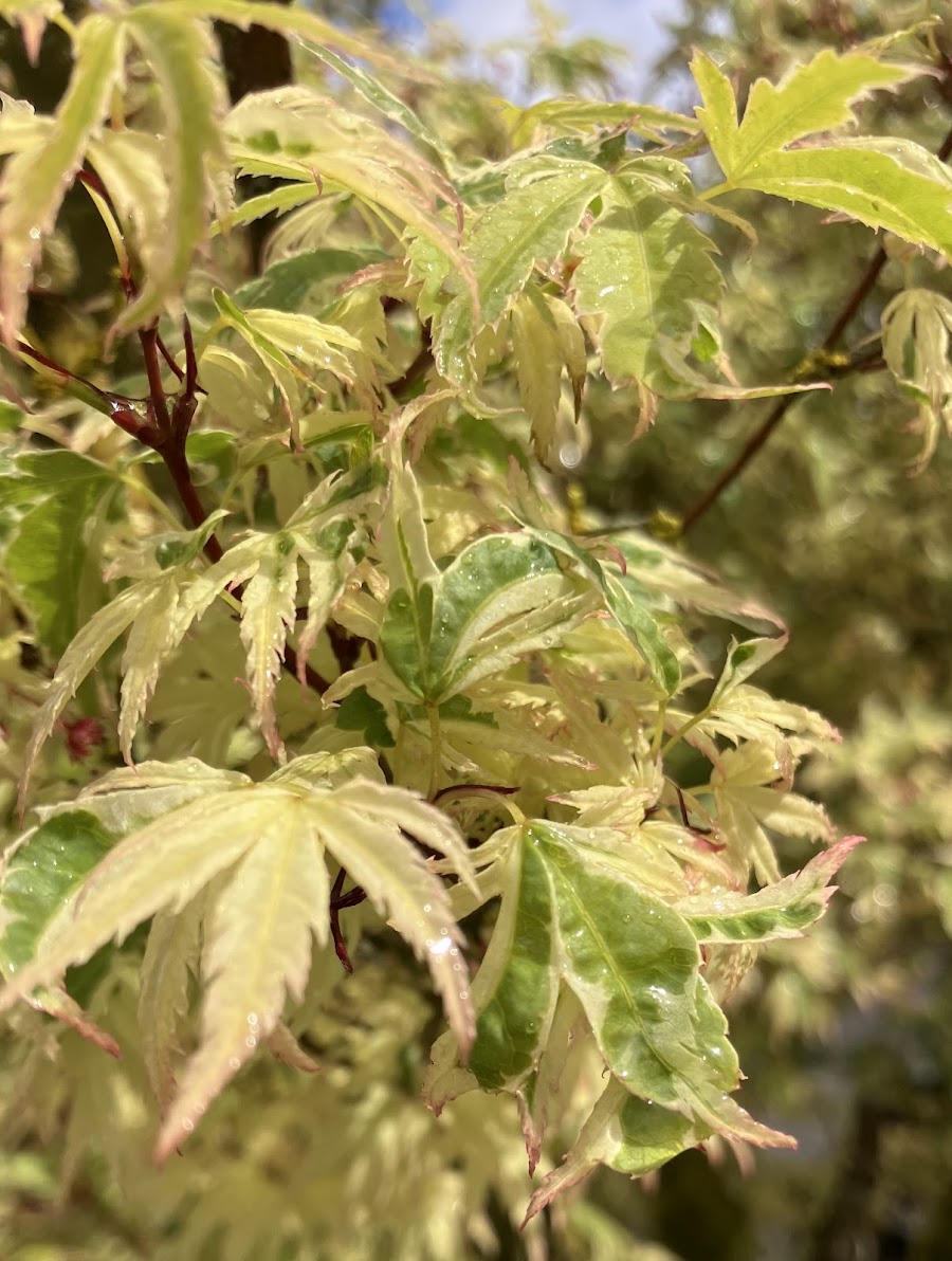 Acer palmatum 'Butterfly'