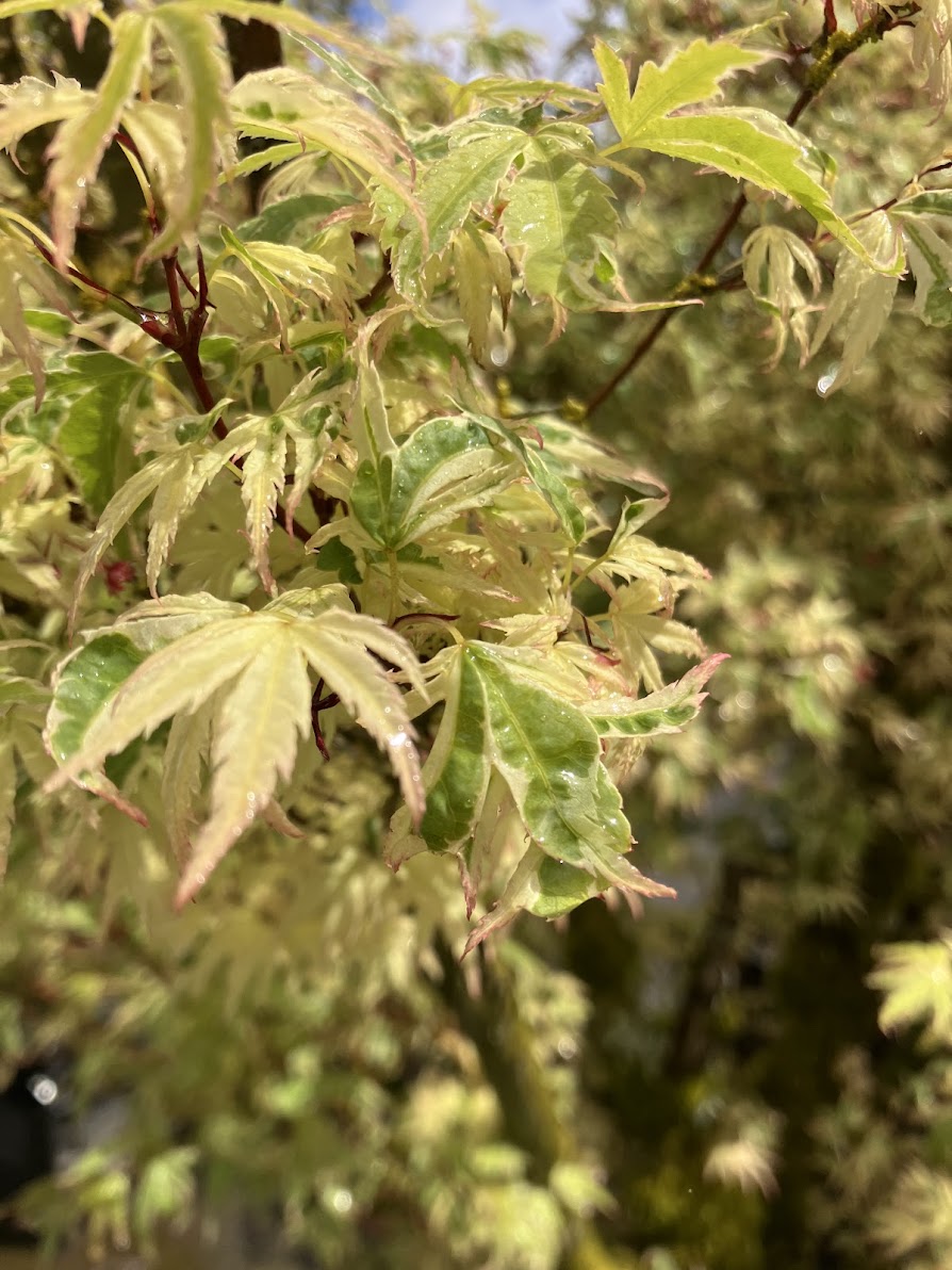 Acer palmatum 'Butterfly'
