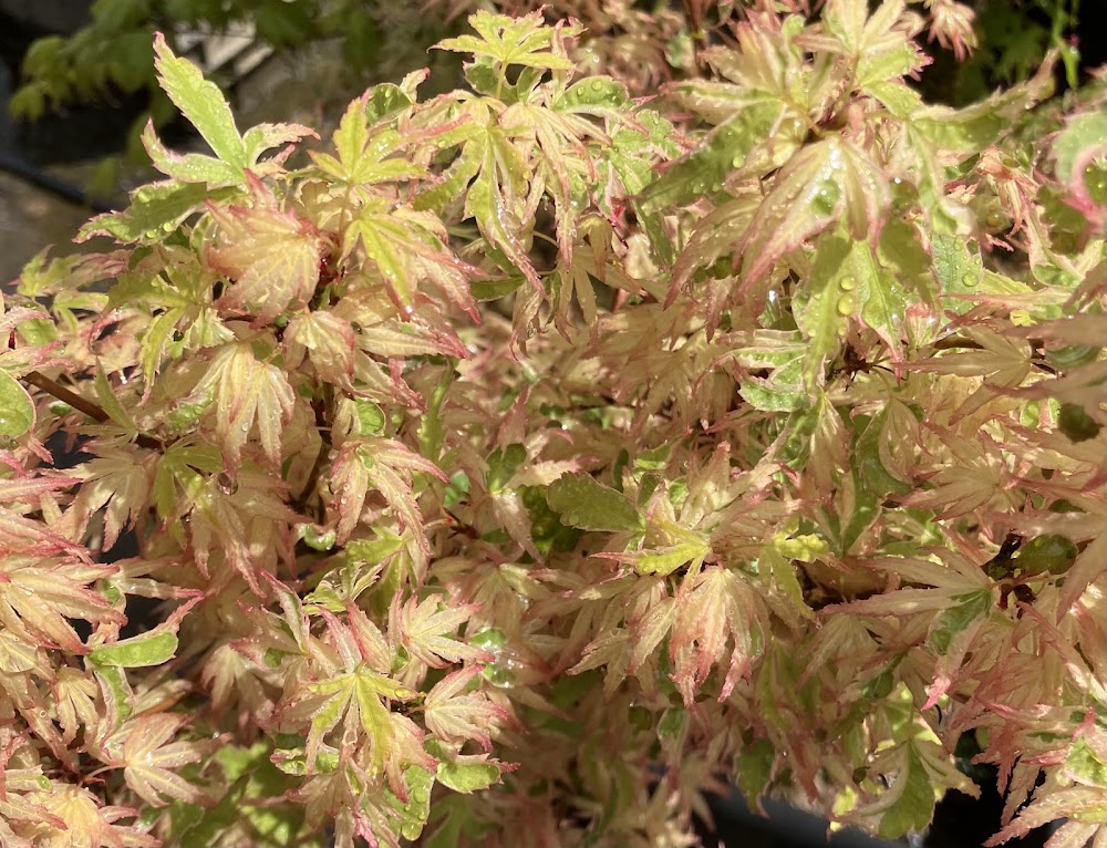 Acer palmatum 'Butterfly'