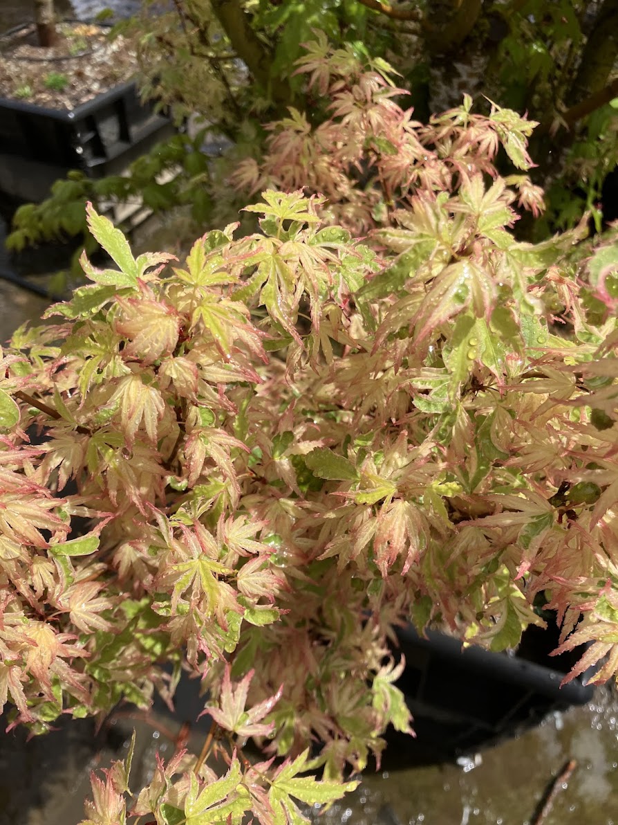 Acer palmatum 'Butterfly'