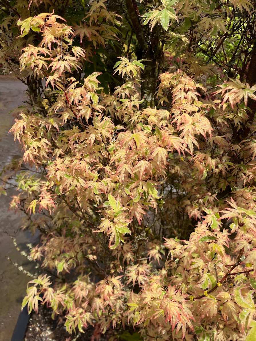 Acer palmatum 'Butterfly'