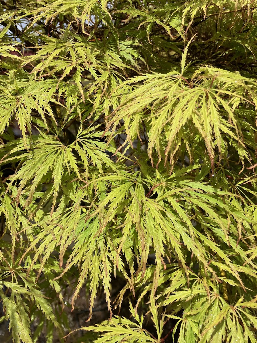 Acer palmatum 'Demi Sec'