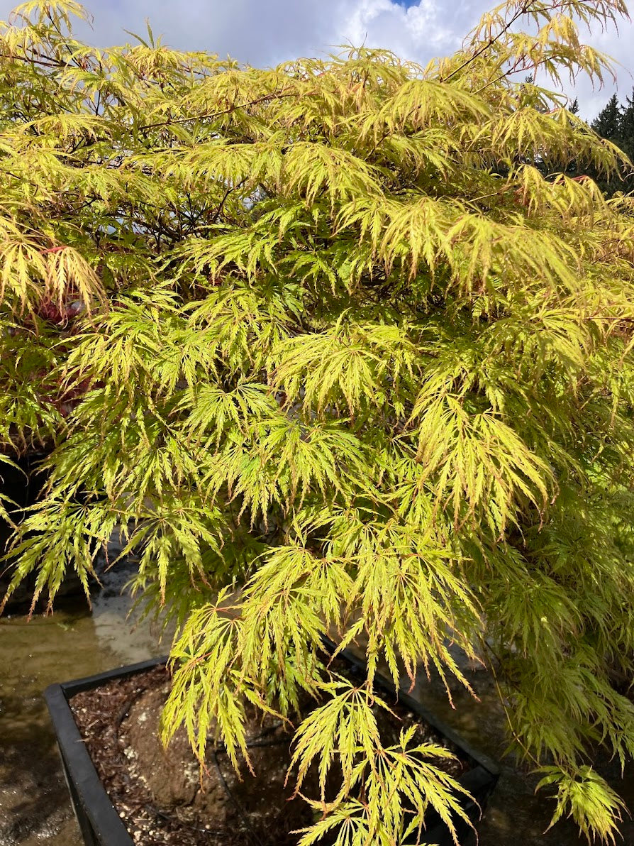 Acer palmatum 'Demi Sec'