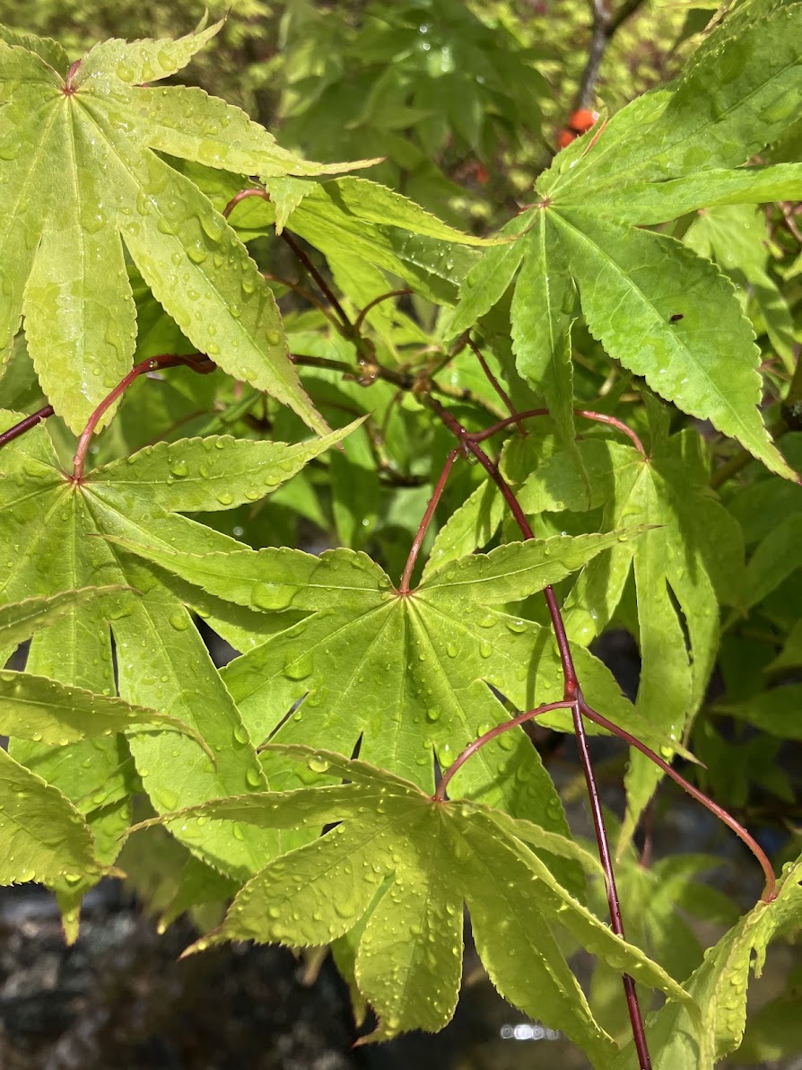 Acer palmatum 'Orange Flame'