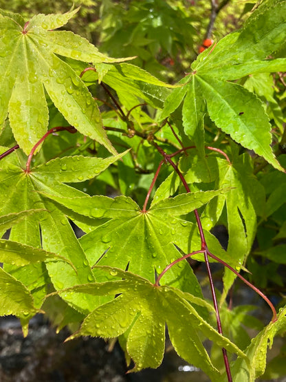 Acer palmatum 'Orange Flame'