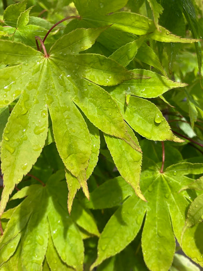 Acer palmatum 'Orange Flame'