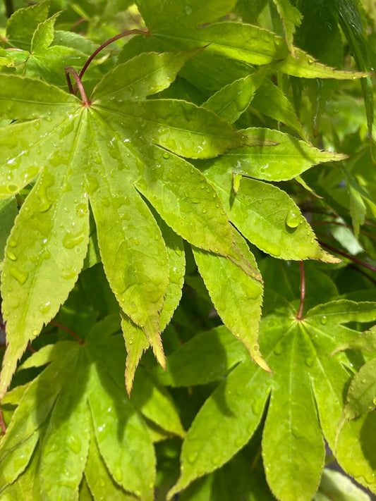 Acer palmatum 'Orange Flame'