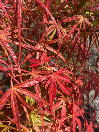 Acer palmatum 'Red Pygmy'