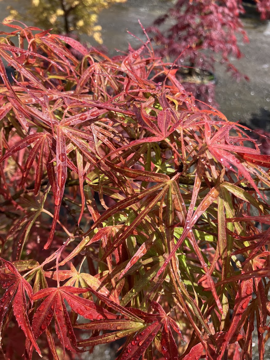 Acer palmatum 'Red Pygmy'
