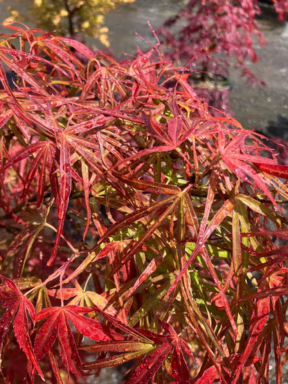 Acer palmatum 'Red Pygmy'