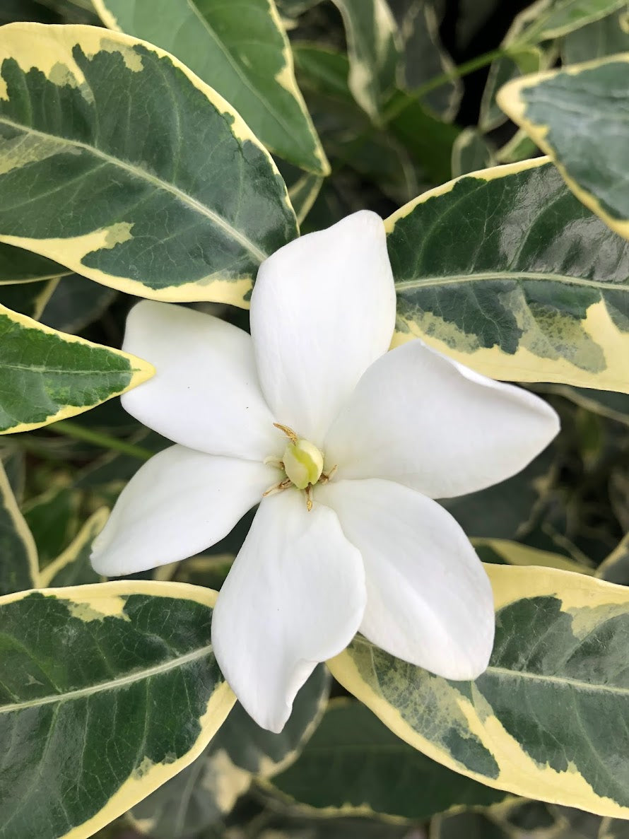 Gardenia augusta 'Variegata'