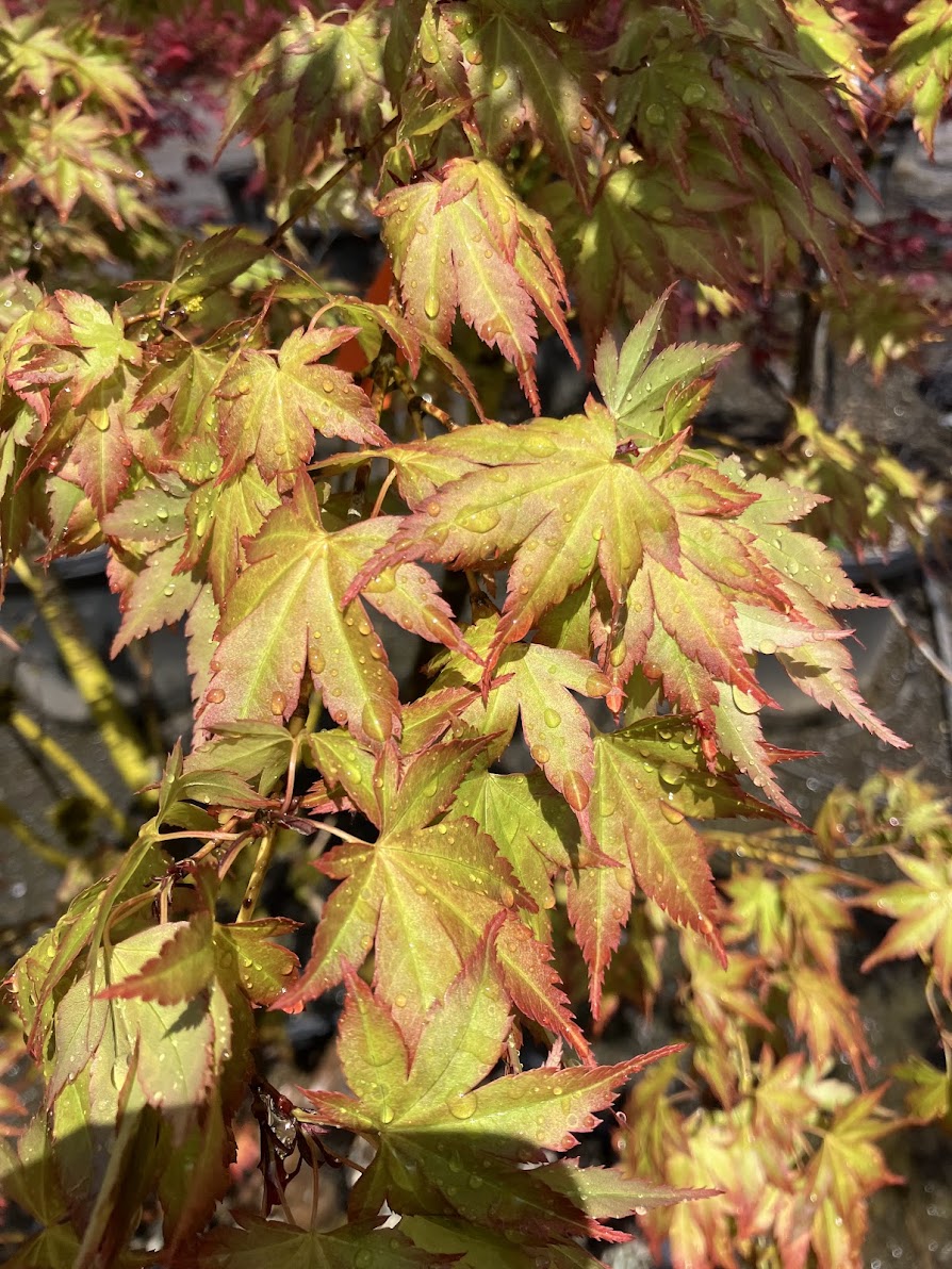 Acer palmatum 'Aoba Jo'