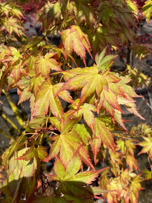 Acer palmatum 'Aoba Jo'
