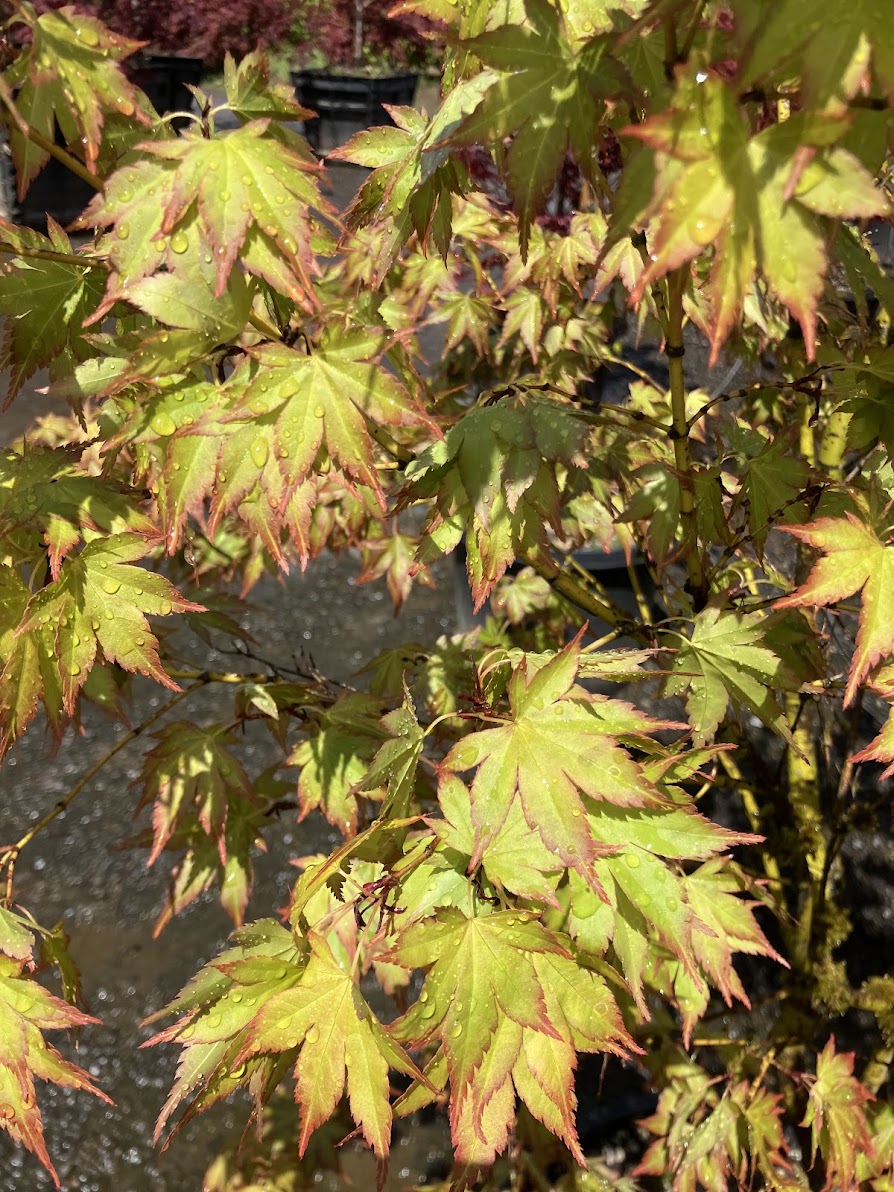 Acer palmatum 'Aoba Jo'