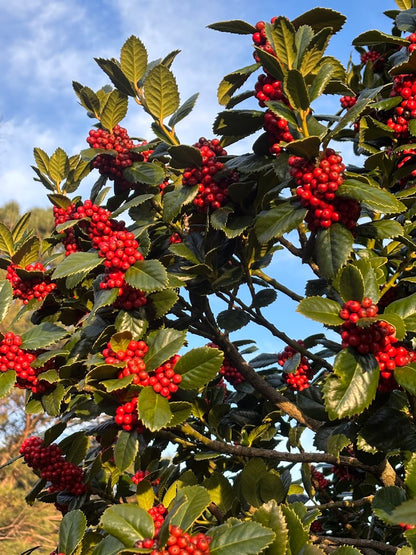 Ilex x 'Conty'