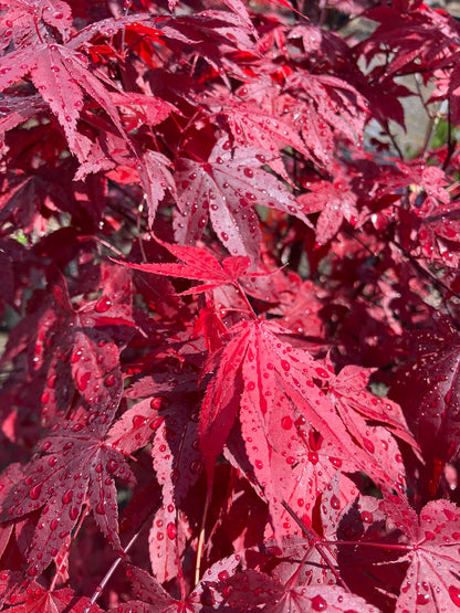 Acer palmatum 'Hefner's Red'