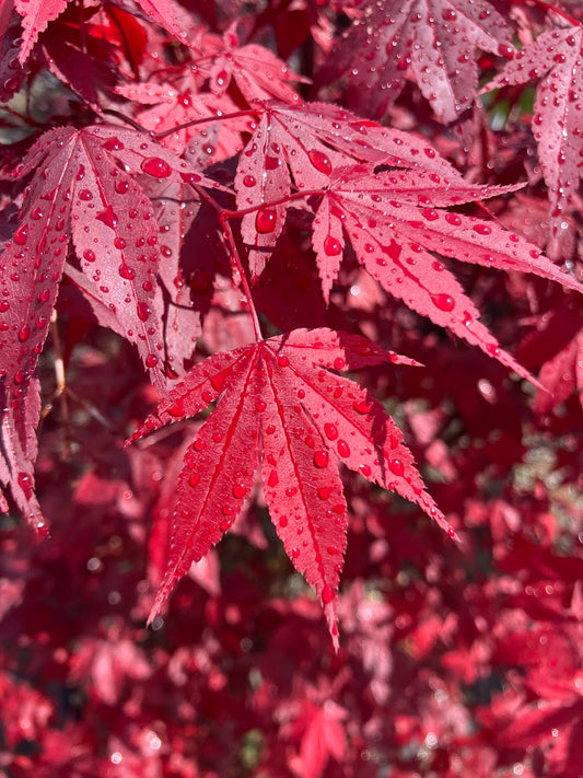 Acer palmatum 'Hefner's Red'