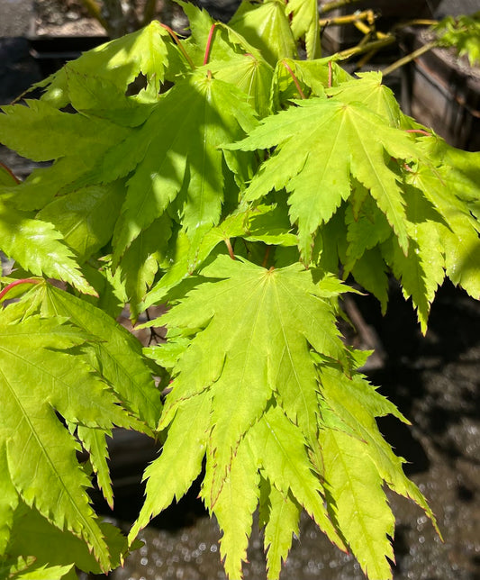 Acer palmatum 'Yama Kuzure'