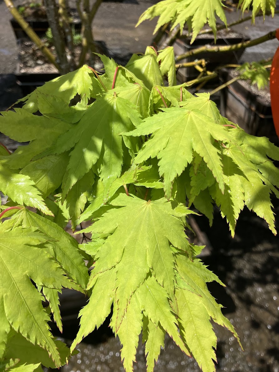 Acer palmatum 'Yama Kuzure'