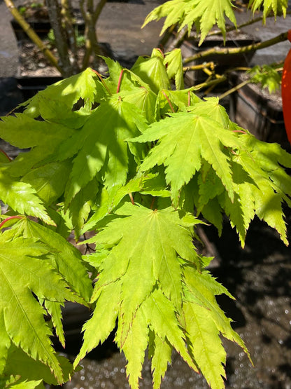 Acer palmatum 'Yama Kuzure'