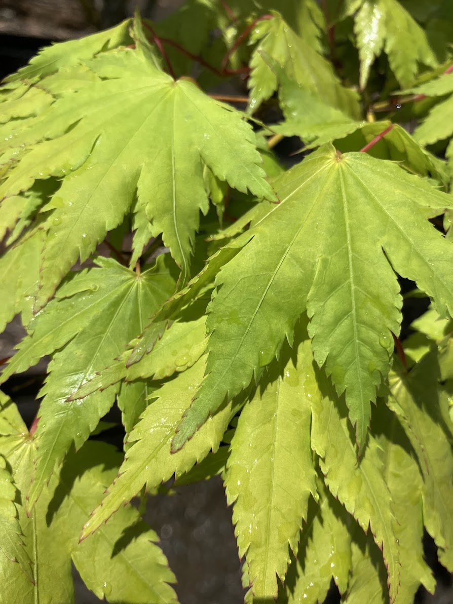 Acer palmatum 'Yama Kuzure'