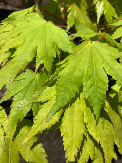 Acer palmatum 'Yama Kuzure'