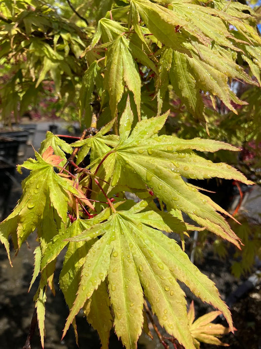 Acer palmatum 'Tsuri Nishiki'