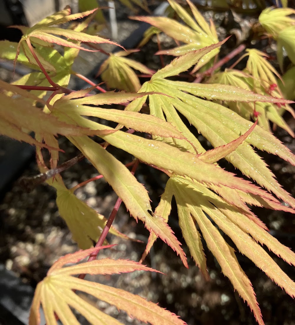Acer palmatum 'Tsuri Nishiki'