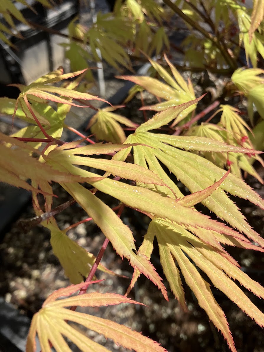 Acer palmatum 'Tsuri Nishiki'