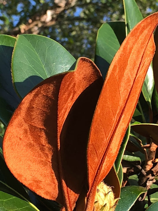 Magnolia grandiflora 'Kay Parris'