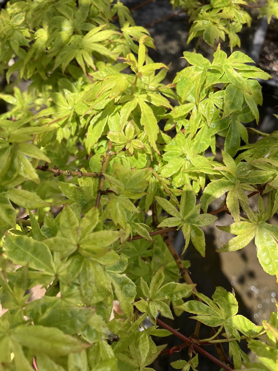 Acer palmatum 'Asagi Nishiki'