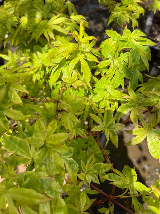 Acer palmatum 'Asagi Nishiki'
