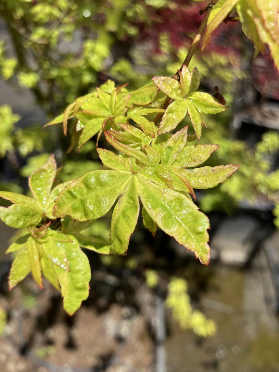 Acer palmatum 'Asagi Nishiki'