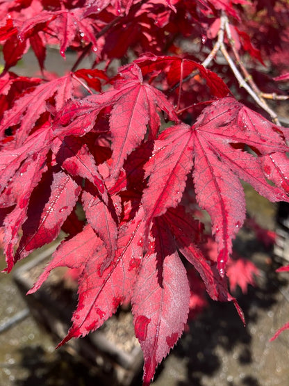 Acer palmatum 'Amagi Shigure'