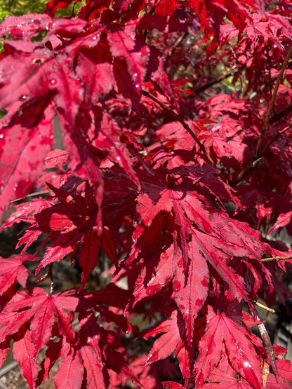 Acer palmatum 'Amagi Shigure'