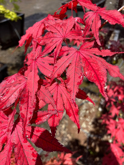 Acer palmatum 'Amagi Shigure'