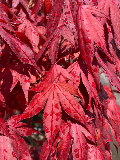 Acer palmatum 'Purple Ghost'