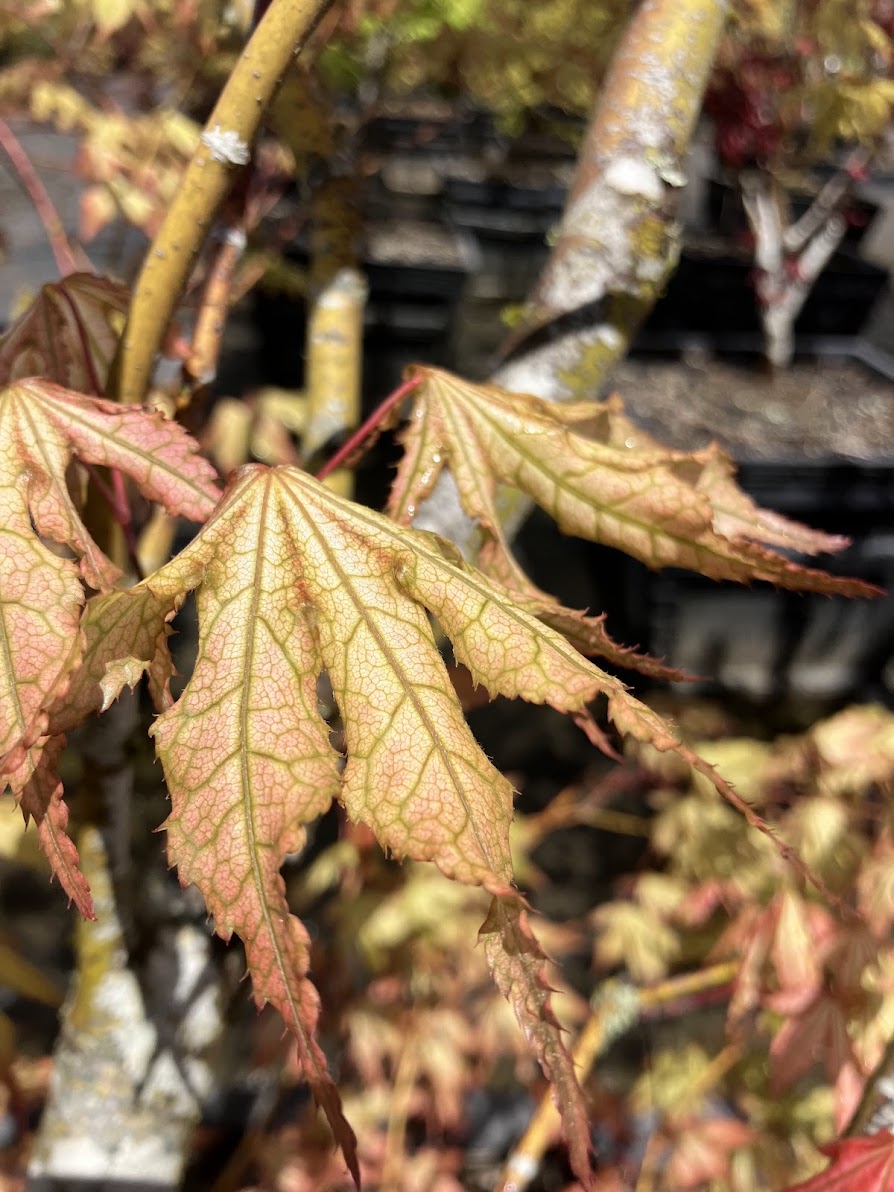 Acer palmatum 'Sawa Chidori'