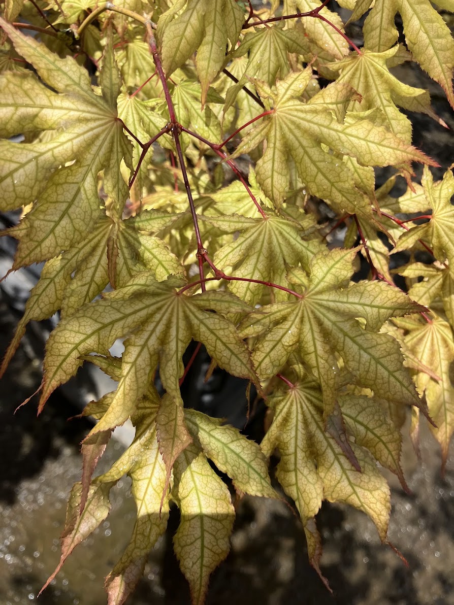 Acer palmatum 'Sawa Chidori'