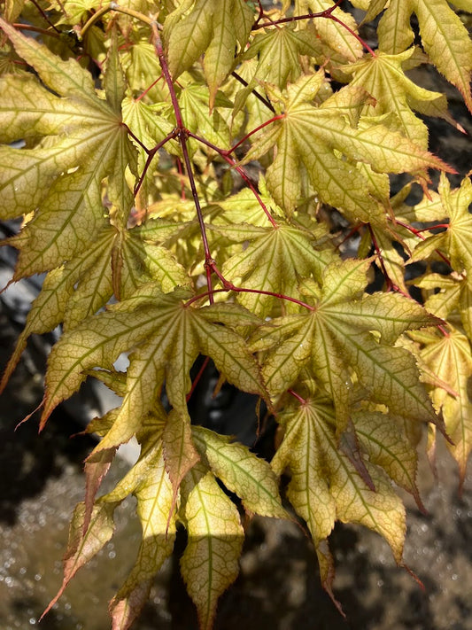 Acer palmatum 'Sawa Chidori'