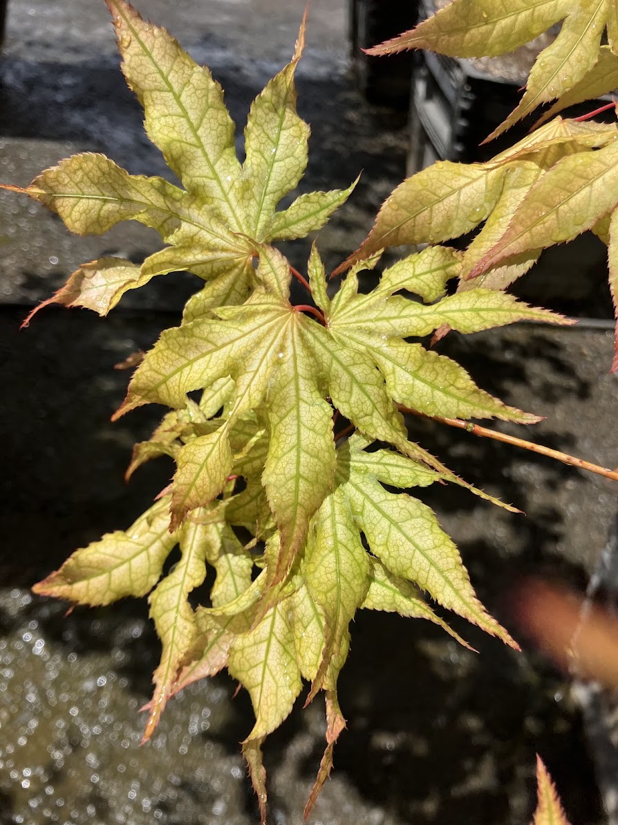 Acer palmatum 'Sawa Chidori'