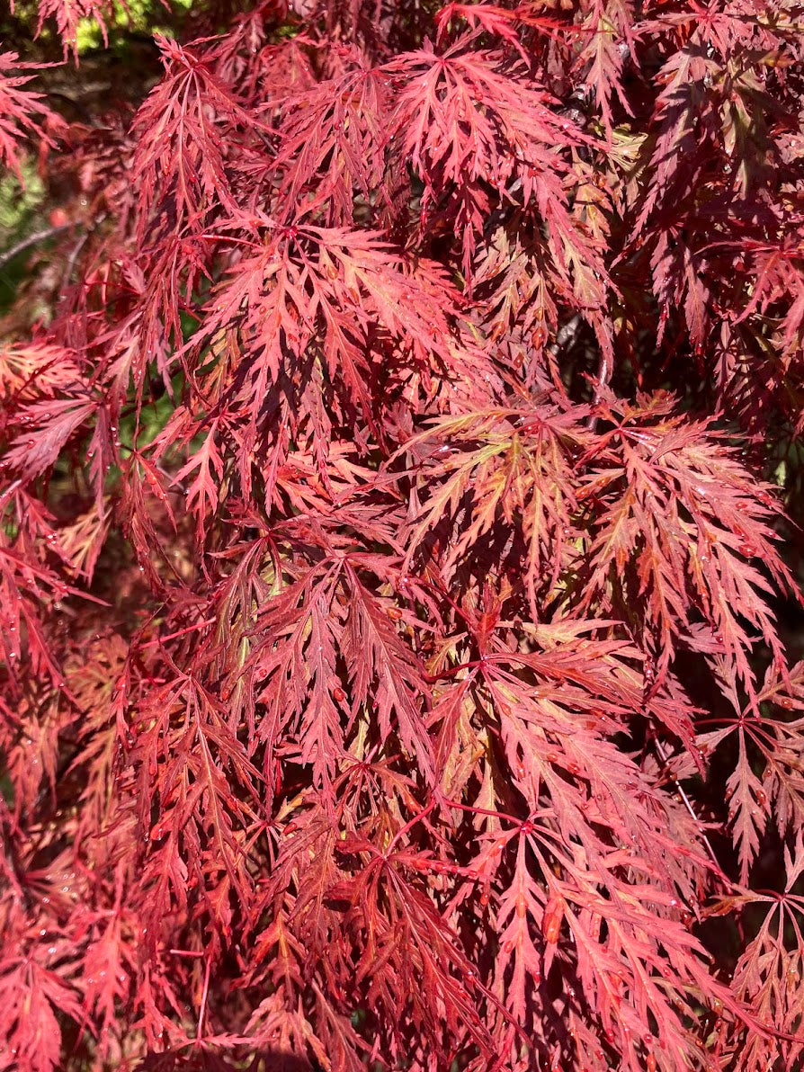 Acer palmatum 'Orangeola'