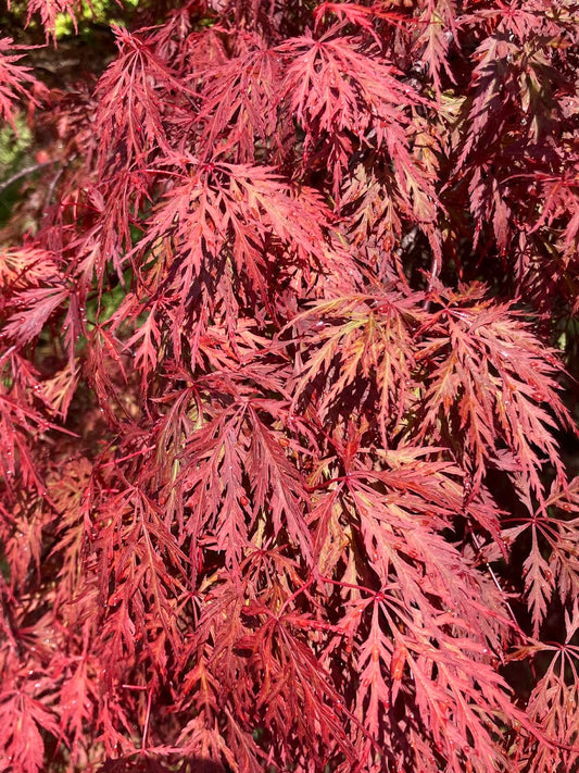 Acer palmatum 'Orangeola'