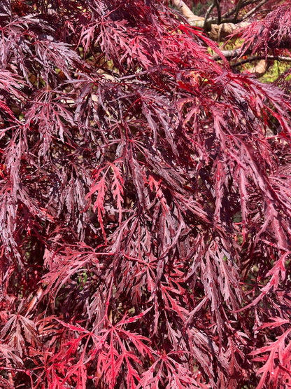 Acer palmatum 'Octopus'