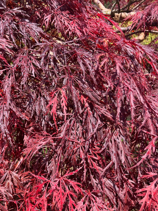 Acer palmatum 'Octopus'