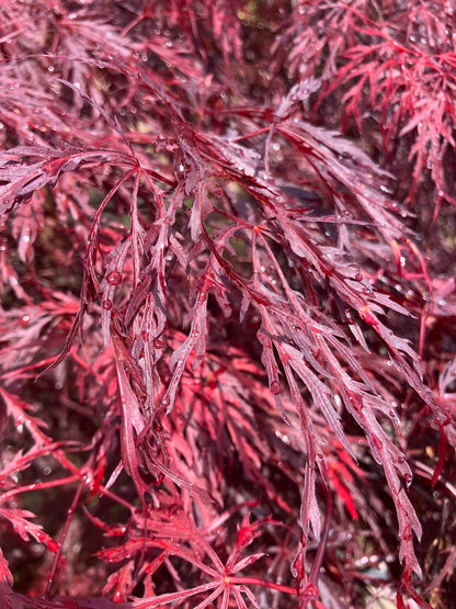 Acer palmatum 'Octopus'