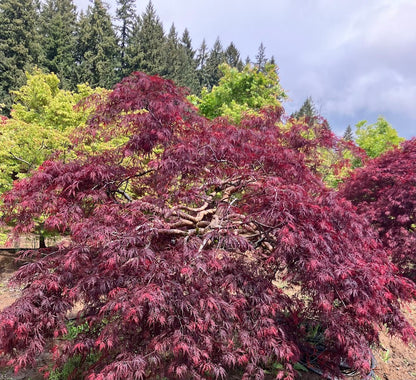 Acer palmatum 'Octopus'