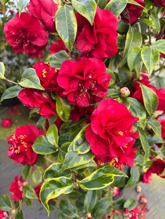 Camellia japonica 'Gordon's Flash' PP 36495P2- EXCLUSIVE GARDEN TREASURES RELEASE