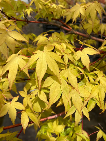 Acer palmatum 'Clarabell' Japanese Maple