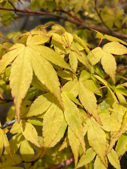 Acer palmatum 'Clarabell' Japanese Maple